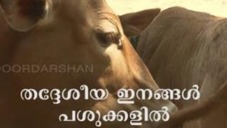 Embedded thumbnail for Doordarshan Kendra, Thrissur for the recording of an interview on the topic, &amp;quot;Indigenous cattle breeds in Kerala and related issues&amp;quot; 